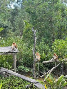 Pusat Pemuliharaan Orang Utan Sepilok