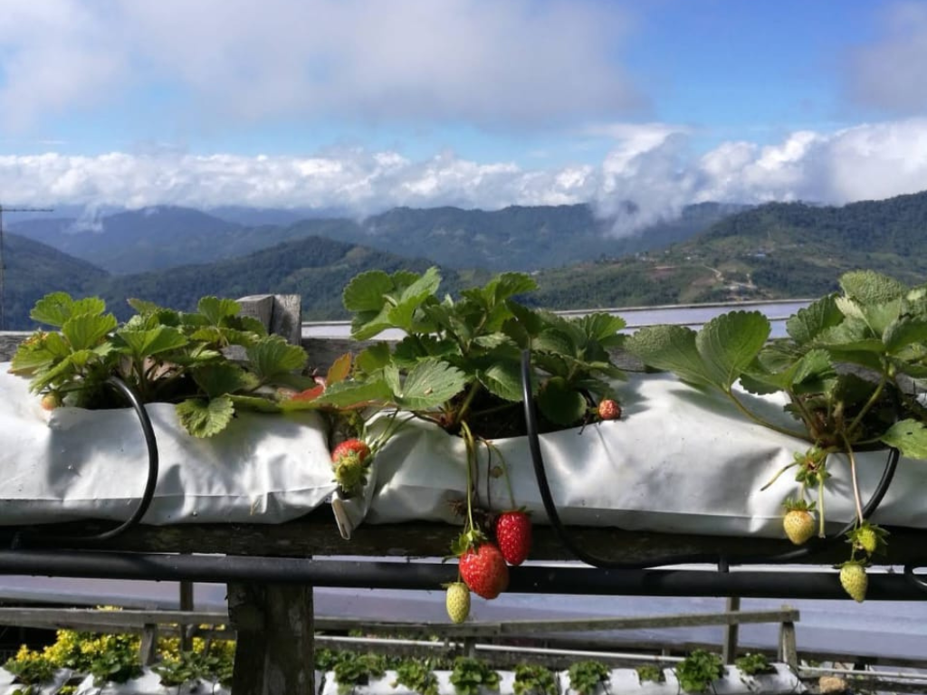Strawberry picking at Kundasang farm