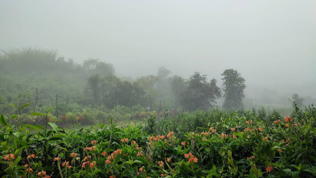 Ladang teh berkabus dengan latar belakang gunung