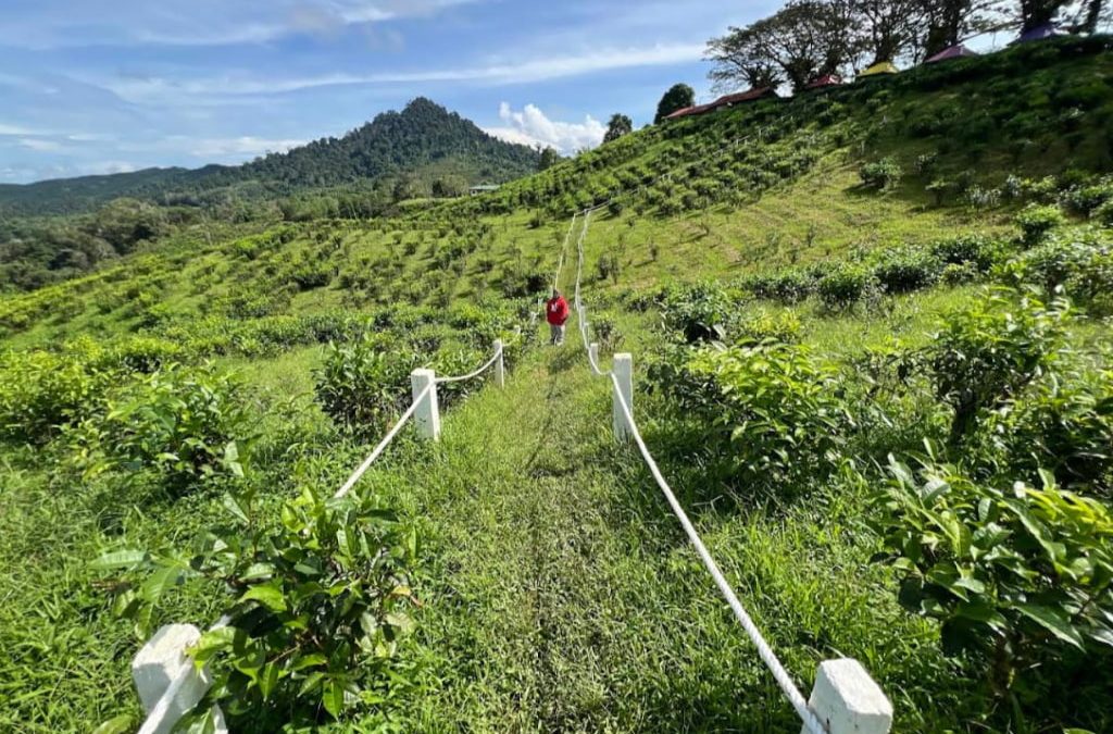 Sabah Tea Garden: Panduan Perjalanan & Cara Nak Sampai