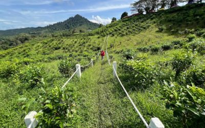 Sabah Tea Garden: Panduan Perjalanan & Cara Nak Sampai