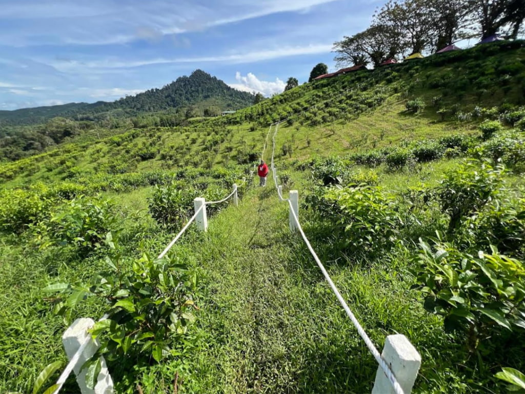 Aktiviti memetik daun teh di lereng bukit berhampiran Ranau