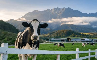 Perbandingan Desa Dairy Farm Kundasang dengan Ladang Lain di Sabah: Apa Yang Menjadikannya Unik?